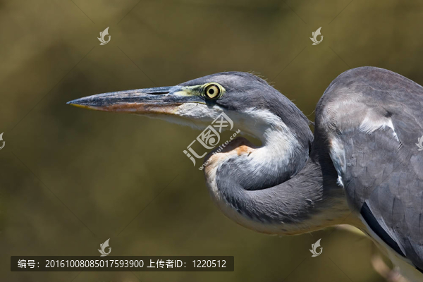 蒼鷺特寫(xiě)