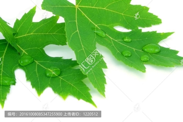 水滴葉