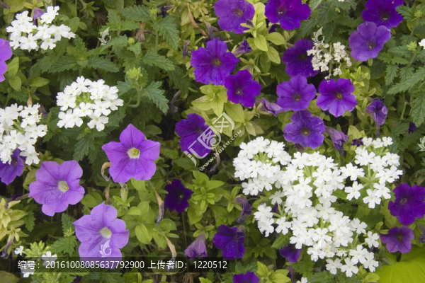 地毯Flowers