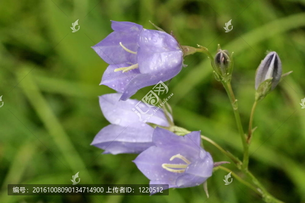 藍(lán)色的鐘聲