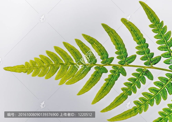 Fern離開(kāi)