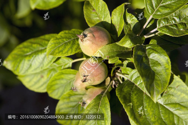 蘋果樹(shù)