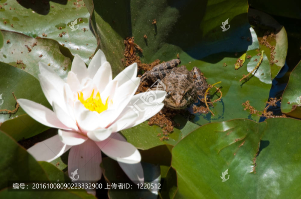 荷花和青蛙
