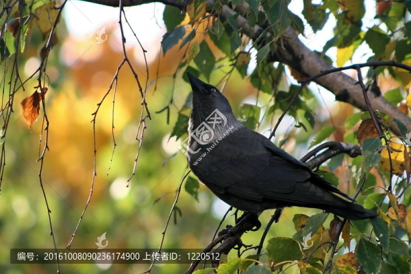 鳥在樹枝上