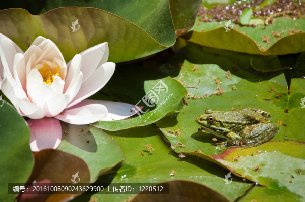 荷花和青蛙