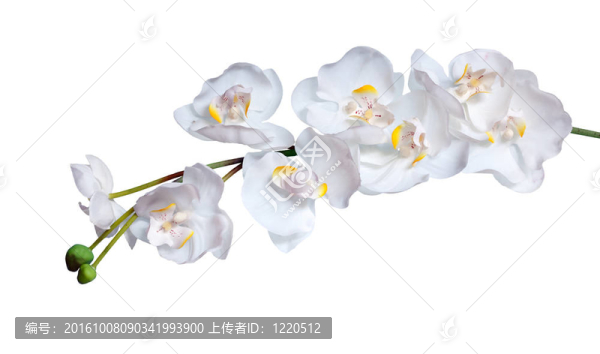 白蘭花