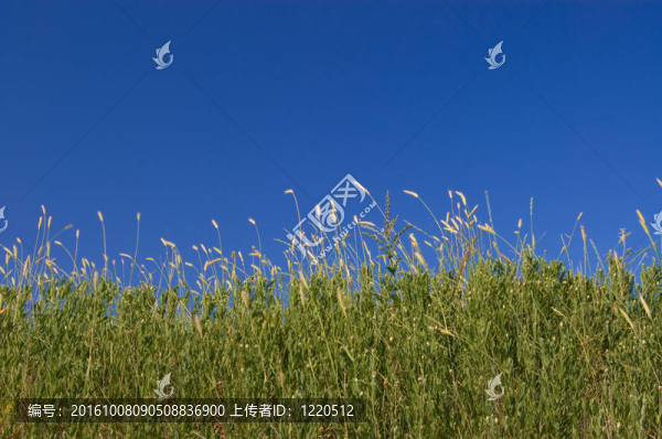 綠色領域；藍色的天空