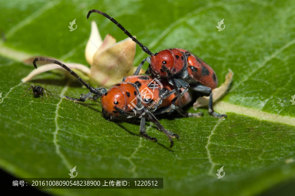 紅乳草甲蟲交配