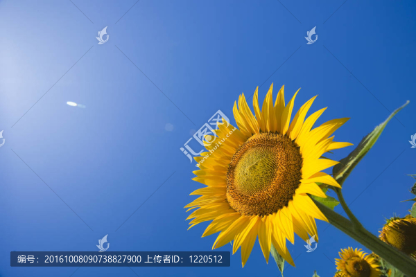 在馬爾凱意大利向日葵