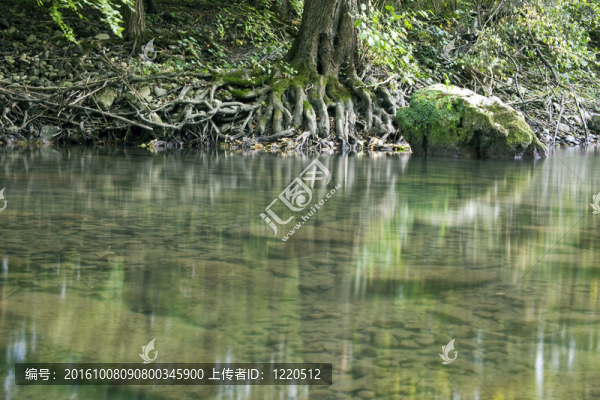 根