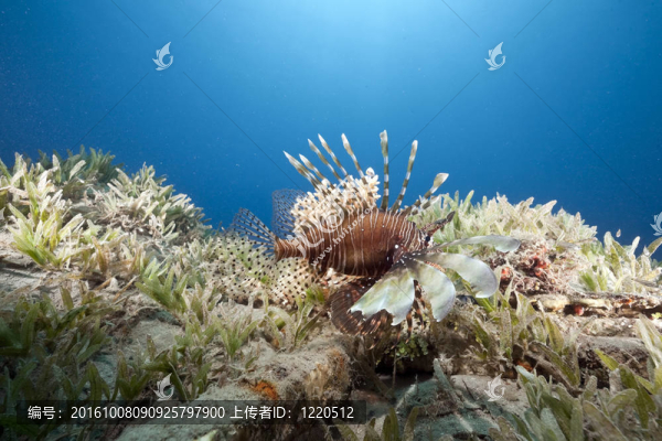 海洋和獅子魚