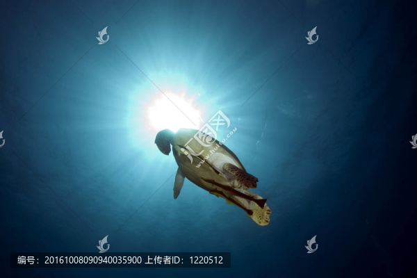 綠海龜