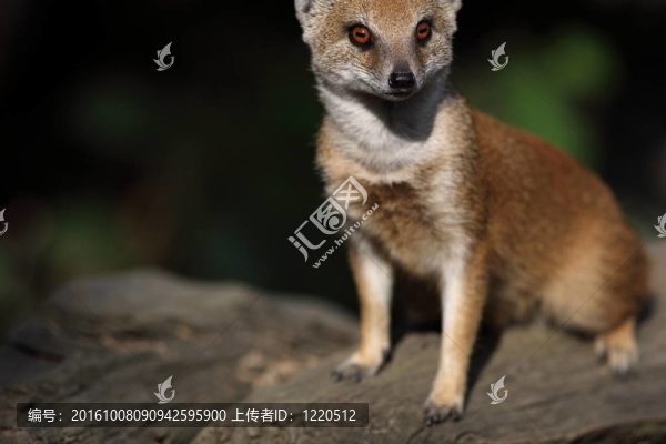 筆尾獴