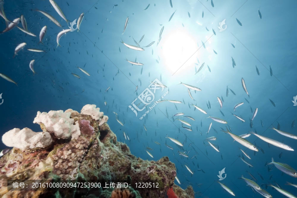 海洋和魚