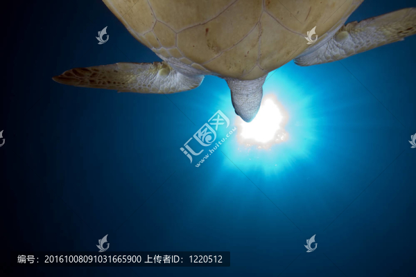 綠海龜