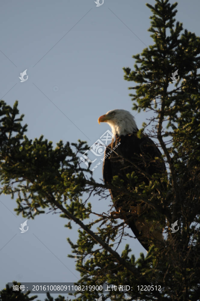eagle1