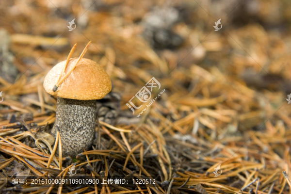 楊樹(shù)菇