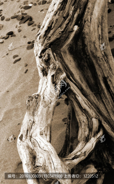 driftwood1