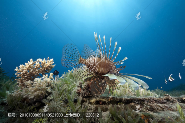 海洋和獅子魚