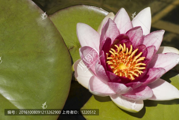 粉紅水百合收起來