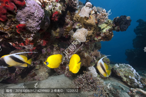 珊瑚和魚