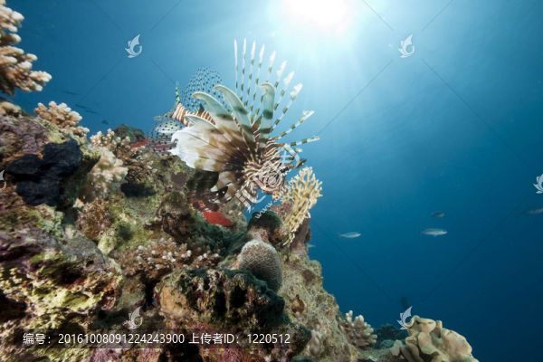 海洋和獅子魚