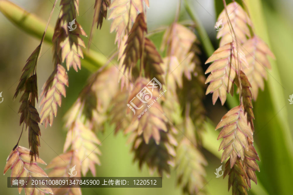 北方燕麥2