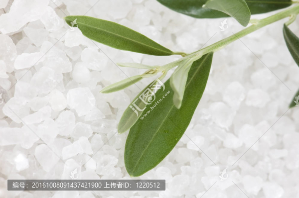 新鮮橄欖枝和沐浴鹽。SPA