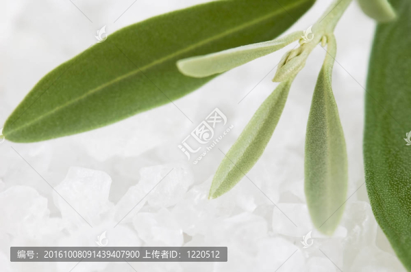 新鮮橄欖枝和沐浴鹽。SPA