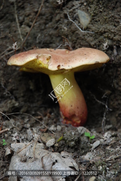 食用菌在土壤
