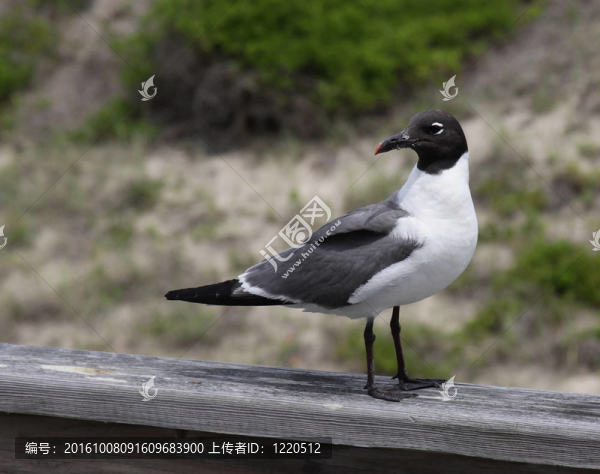 坐笑鷗