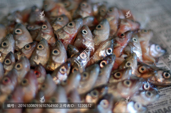 紙上的魚(yú)