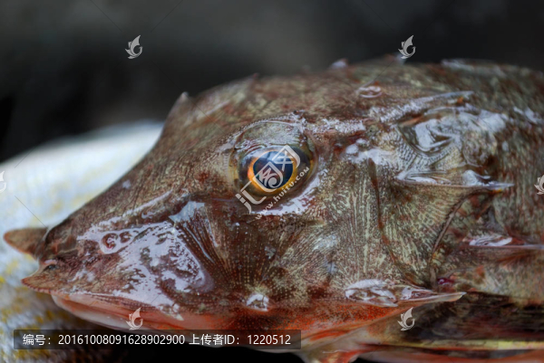 頭魚