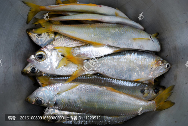 新鮮的魚