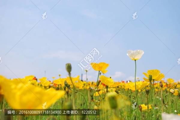 盛開的罌粟花的田野