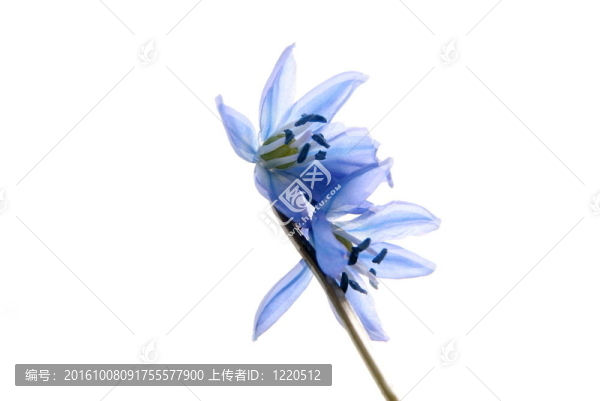 白色的藍色花