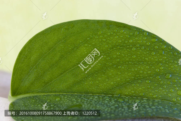 綠色的葉子