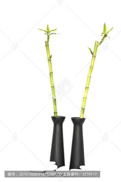 幸運(yùn)竹