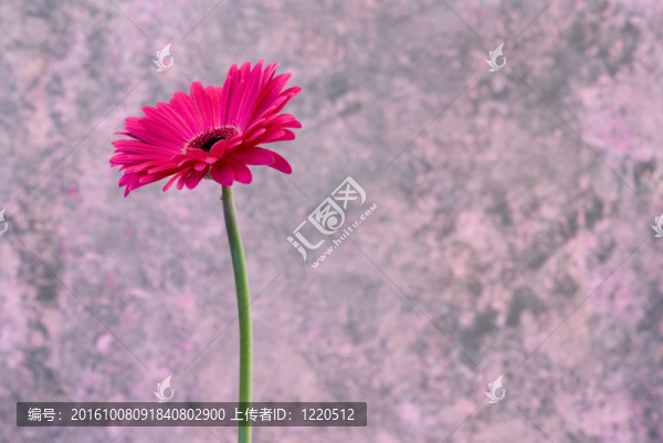 粉紅色的Gerbera,flower
