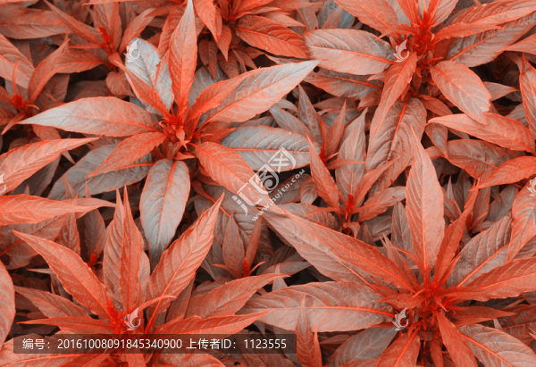 紅葉背景