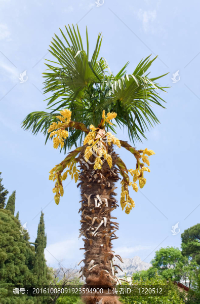 棕櫚樹(shù)開(kāi)花