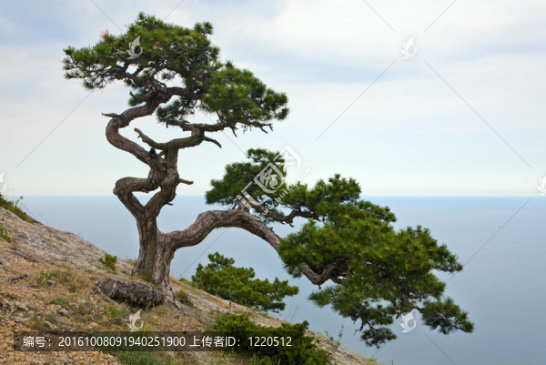 杜松樹