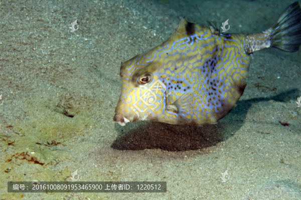 刺魚(yú)Boxfish