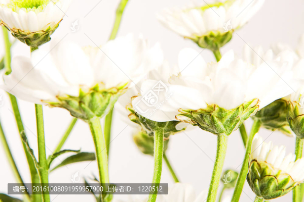 春天的花朵接近背景