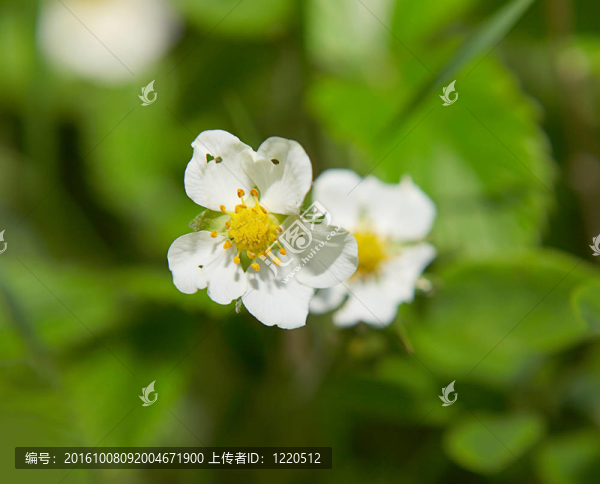 春天的花朵接近背景