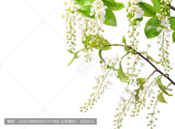白色背景上分離的花