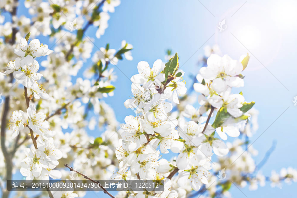 春天的花朵和陽(yáng)光