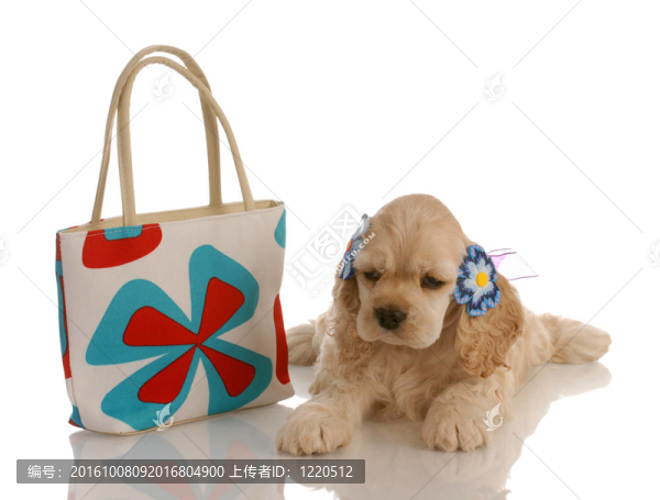 美國可卡犬的小狗躺在五顏六色的錢包