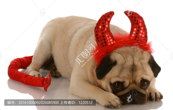 哈巴狗打扮成魔鬼與內(nèi)疚的表情