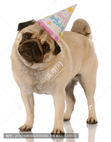 帕格站穿著白底生日帽